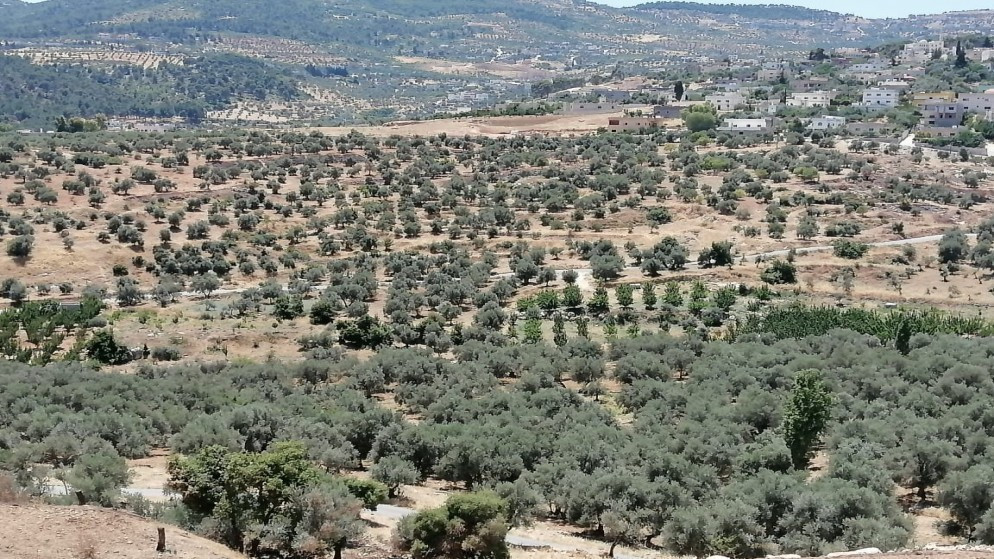 مديرية زراعة جرش: الهطولات المطرية عززت الإنبات الطبيعي وتجدد الغابات في جرش