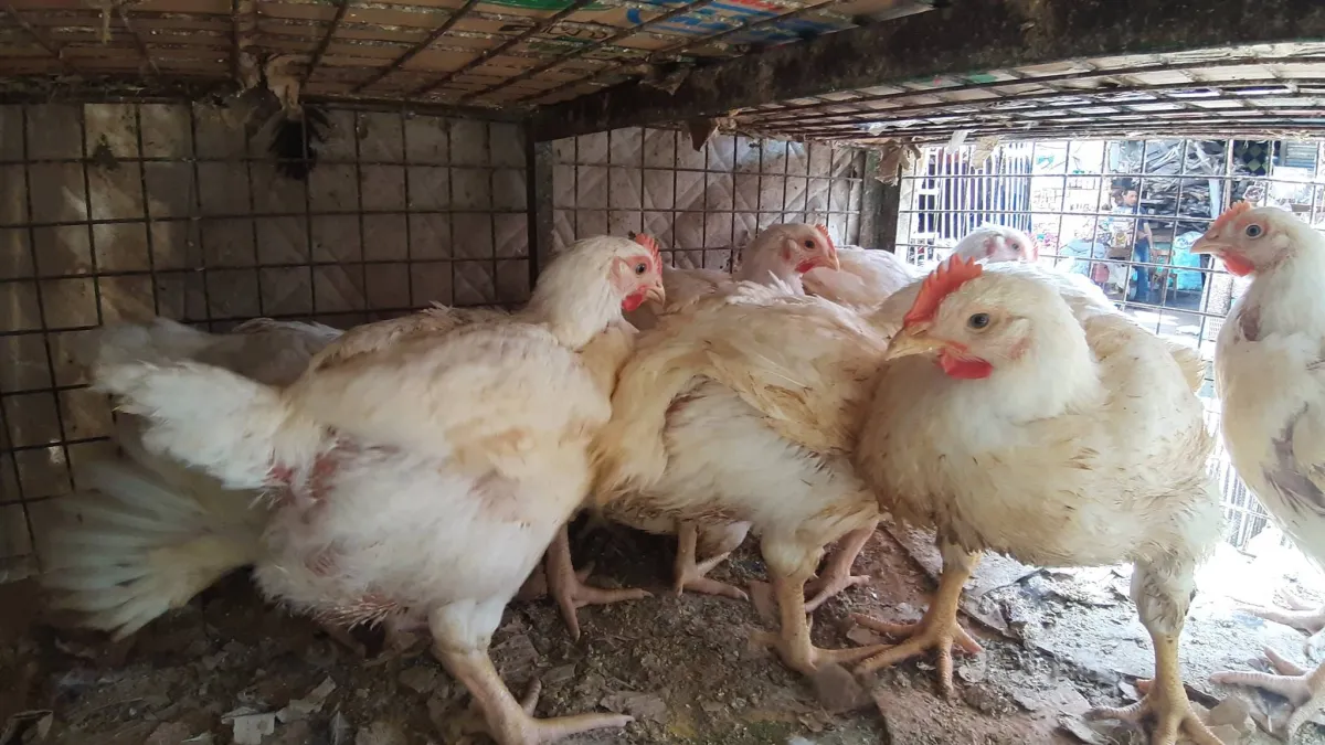 الحكومة المصرية تنفي ظهور «إنفلونزا الطيور» وسط جدل حول أسعار الكتاكيت