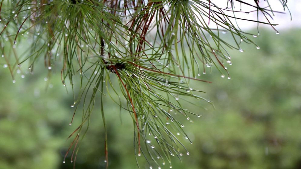 وزارة الزراعة تصدر إرشادات للمزارعين للتعامل مع المنخفض الجوي