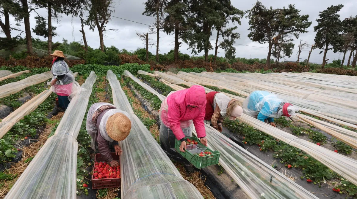 مخاوف عالمية من نقص الأسمدة وتأثيرها على إنتاج الغذاء