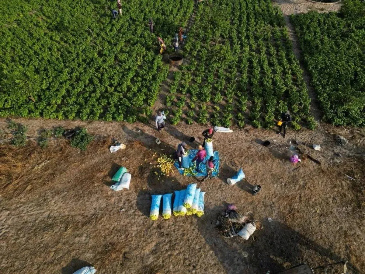 تداعيات الحرب ترفع أسعار الأسمدة وتهدد الأمن الغذائي العالمي