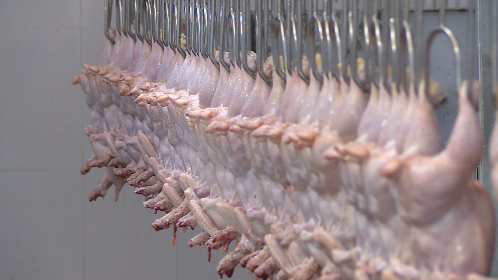 اسعار الدواجن في الاردن: الزراعة تكشف التفاصيل وتؤكد استقرار السوق