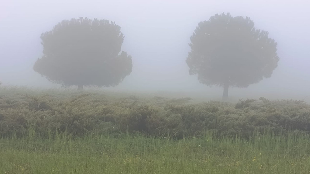 الارصاد تحذر من تدني الرؤية وتسجيل امطار متفاوتة في عدة مناطق بالمملكة
