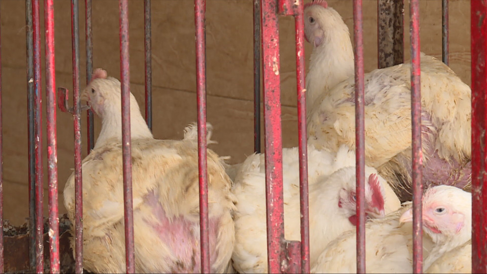 استقرار اسعار الدواجن في الاردن رغم ارتفاع تكاليف الشحن