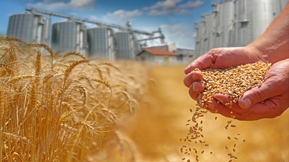 الاردن يطمئن المخزون الاستراتيجي من القمح والشعير يكفي لشهور