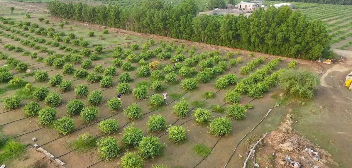 السعودية تضخ استثمارات بمليارات الدولارات لتدعيم قطاع الأمن الغذائي