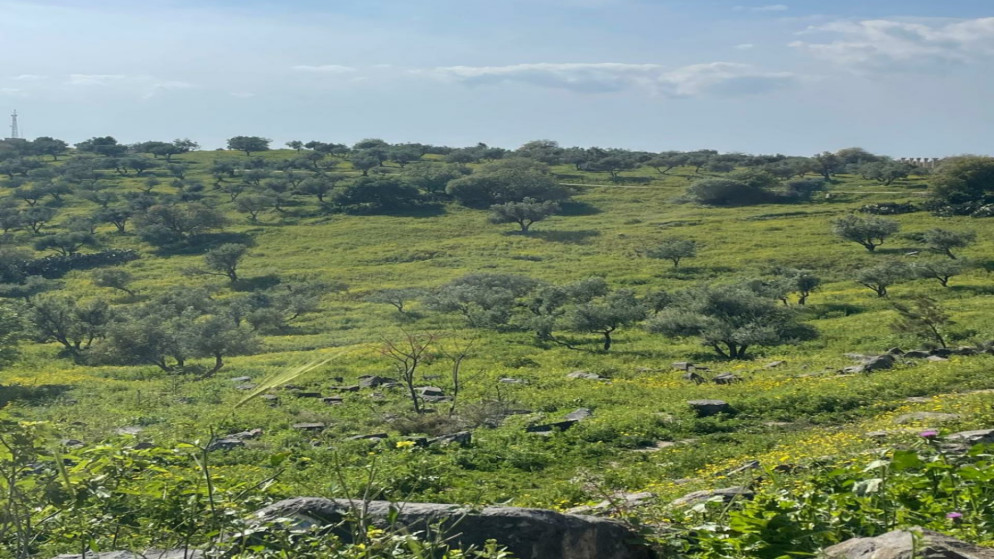 عجلون تتنفس: الأشجار المعمرة سر خصوبة التربة واستدامة البيئة