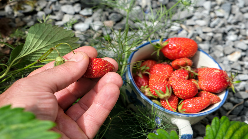 تغيرات حادة في أسعار المنتجات الزراعية خلال شباط
