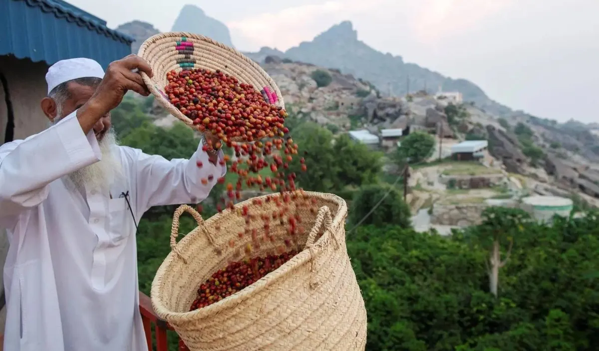السعودية تعزز مكانتها العالمية بتطوير مركز البن في جازان