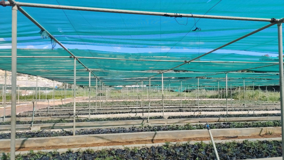 مشتل جرش الزراعي يضاعف إنتاجه بتقنيات مبتكرة