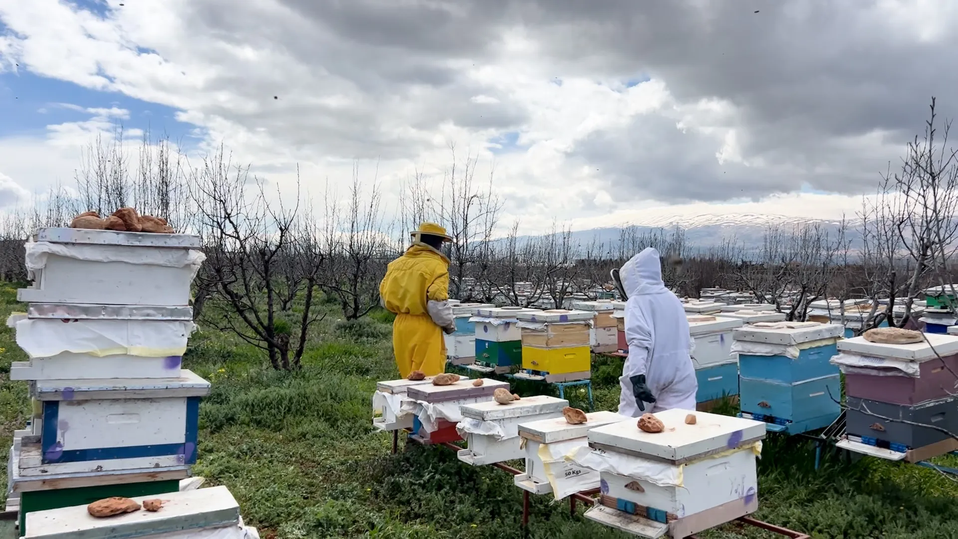 تحذيرات من انهيار قطاع العسل في لبنان بسبب النزوح والحرب