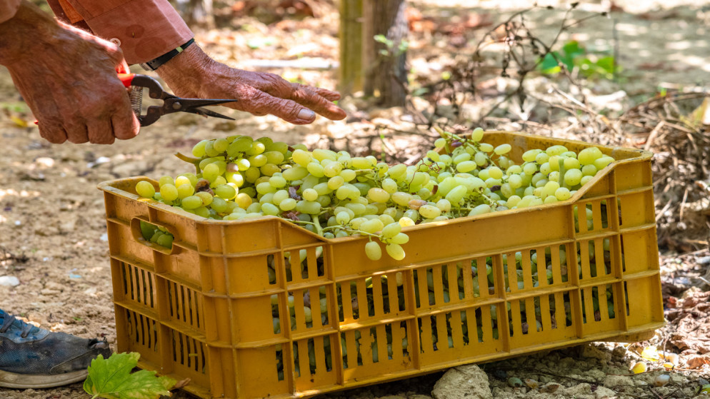 الاردن يحقق رقما قياسيا في الصادرات الزراعية رغم التحديات