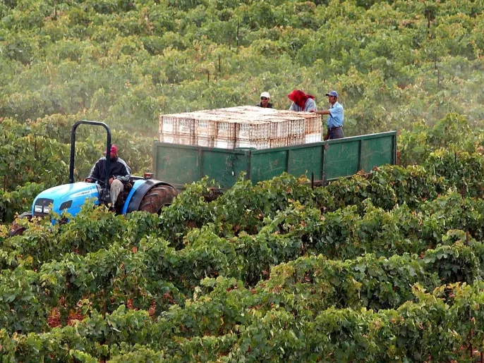 المغرب يتنفس الصعداء توقعات بنمو اقتصادي مدفوعة بالقطاع الزراعي