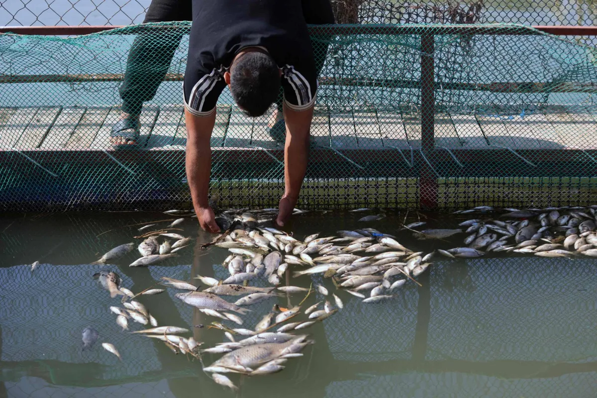 تلوث يفتك بالاسماك في العراق وخسائر فادحة للمربين