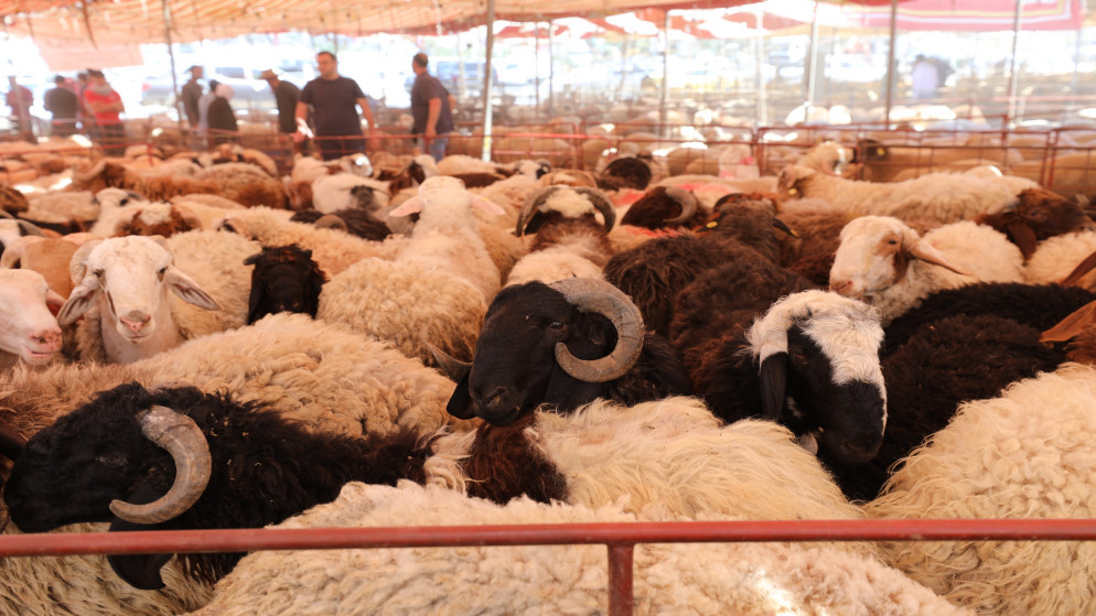 مطالب ملحة لإنشاء سوق للحلال في جرش لتعزيز تجارة الثروة الحيوانية