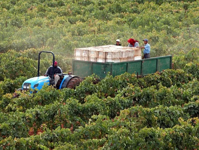 المغرب يحقق طفرة في إنتاج الحبوب بفضل الأمطار الغزيرة