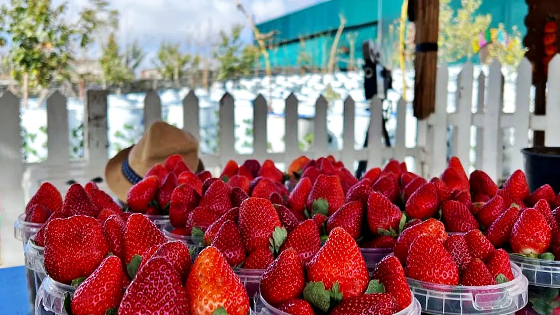 السعودية تعزز استراتيجية الأمن الغذائي والمائي ضمن رؤية 2030