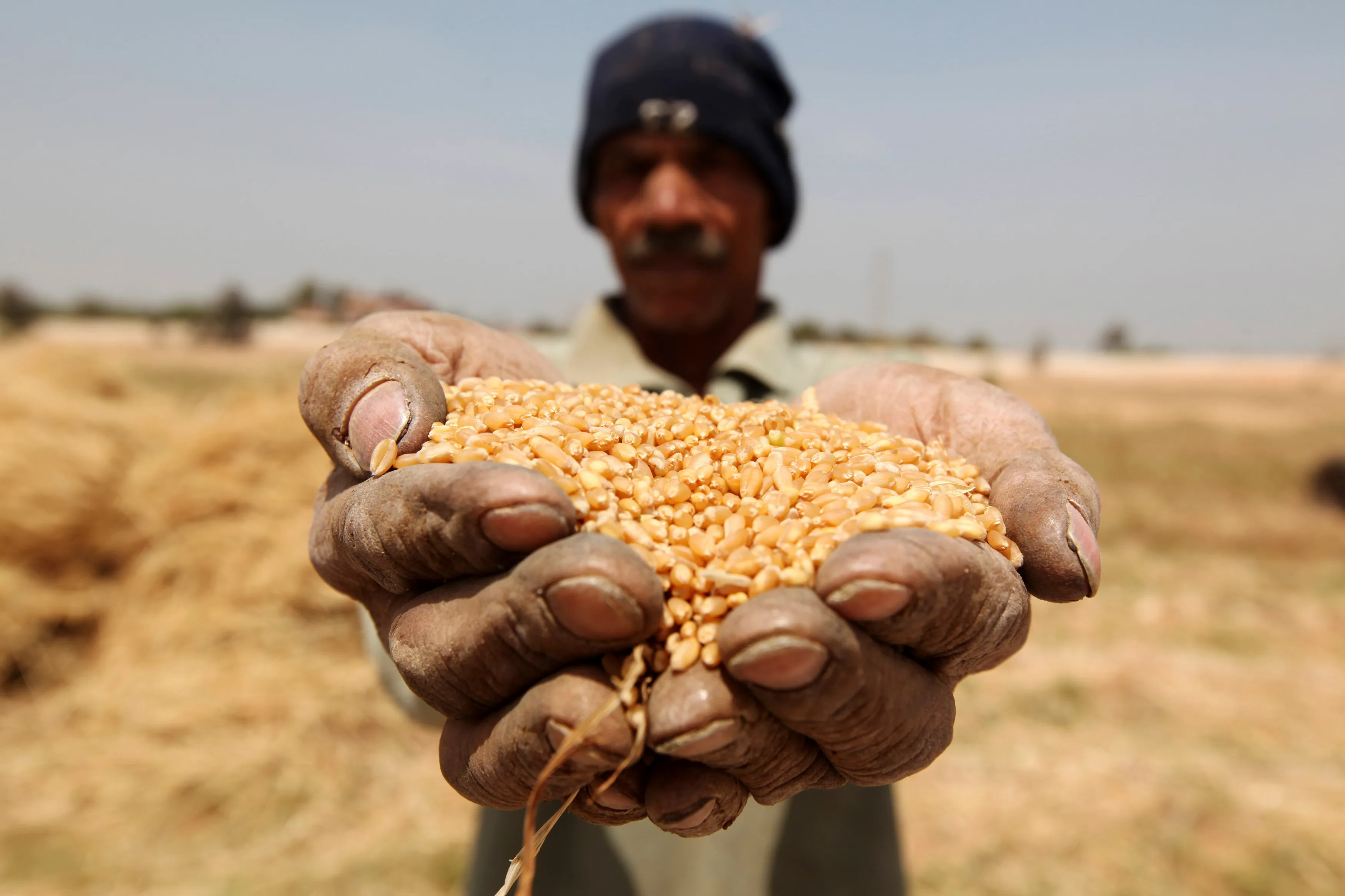 تداعيات الحرب تلقي بظلالها على زراعة مصر.. تقليص المساحات وتغيير المحاصيل