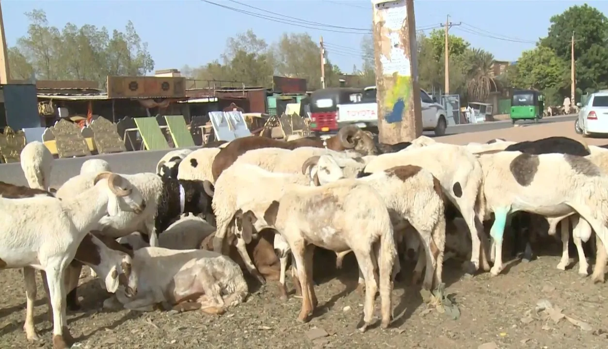 أسعار الأضاحي تحلق عاليا في السودان وتثقل كاهل المواطنين