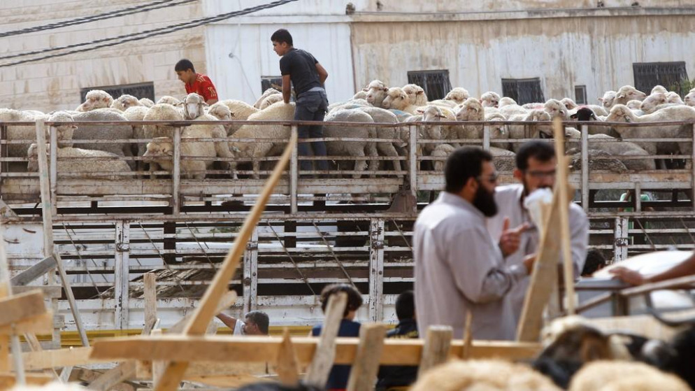 ارتفاع اسعار الاضاحي يثير قلق المواطنين والبلدية تحدد مواقع البيع