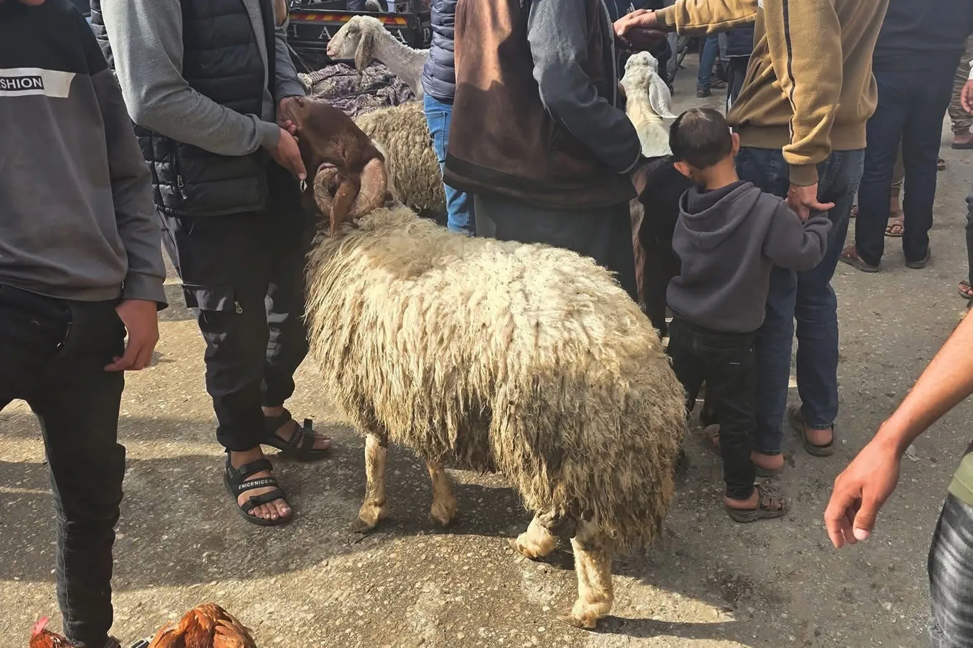 غزة تستقبل العيد بأسعار خيالية للأضاحي في ظل الحصار والحرب