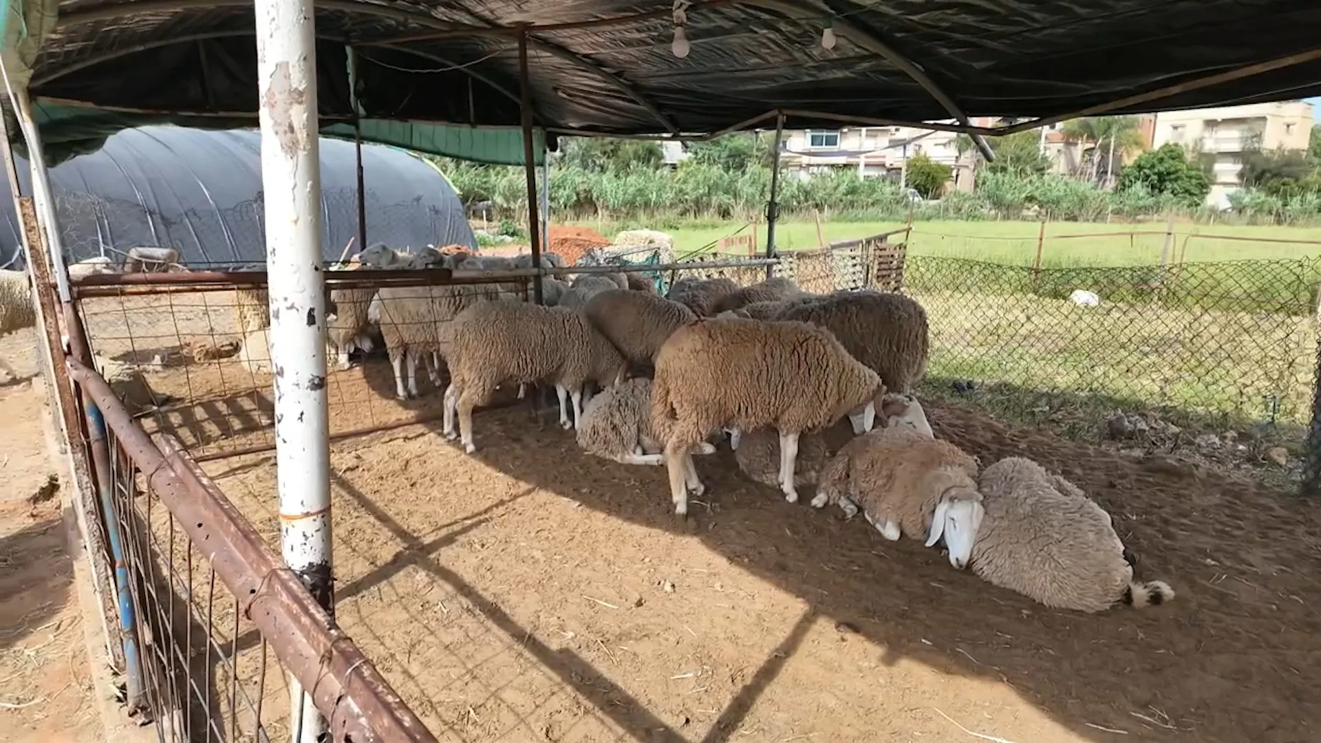 في مواجهة غلاء الأضاحي الجزائر تطلق مبادرات لتيسير العيد