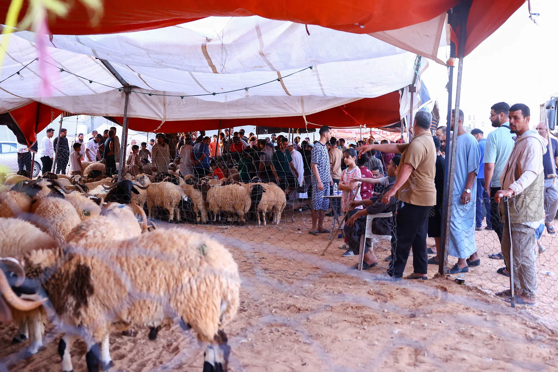 اسعار الاضاحي في ليبيا تحلق عاليا وتثير قلق المواطنين