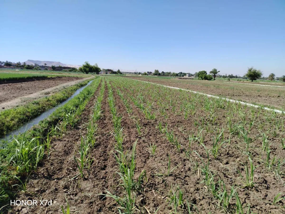 البرلمان المصري يواجه تحديات جديدة في دعم الزراعة وسط أزمة الأسمدة