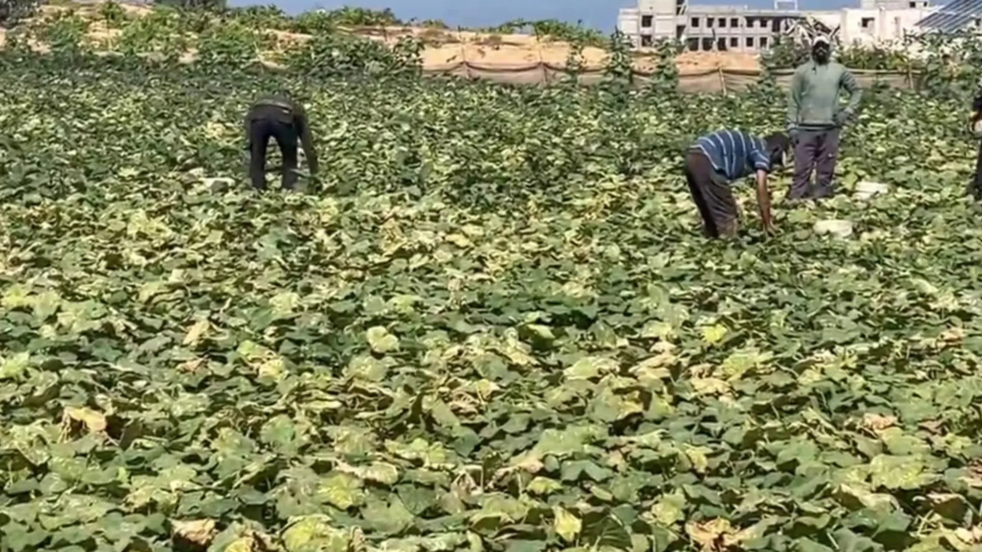عودة الحياة إلى الشيخ عجلين رغم التحديات الكبيرة