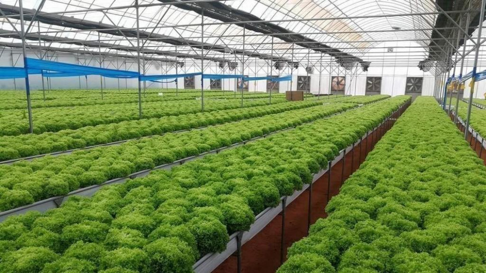 حملة لمكافحة دوباس النخيل تعزز حماية الزراعة في الأغوار الشمالية
