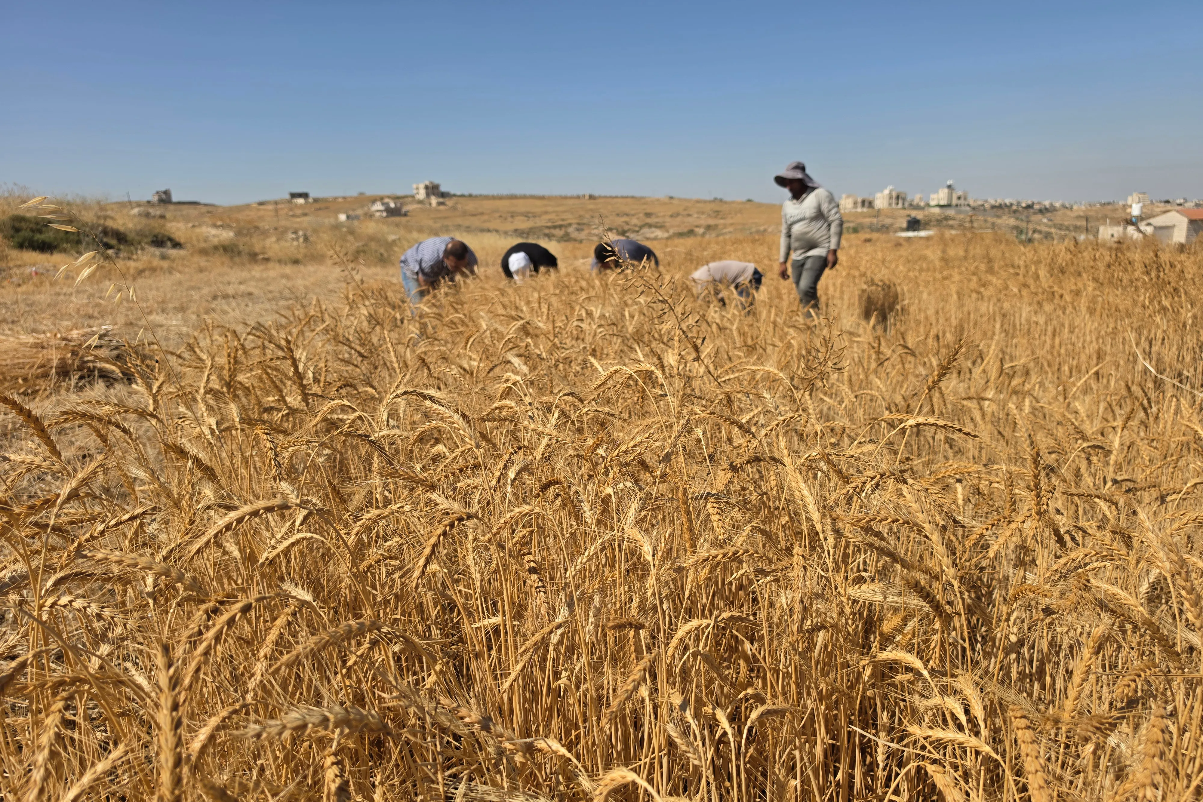 ملايين بريطانية تغذي الاستيطان الإسرائيلي في الضفة الغربية