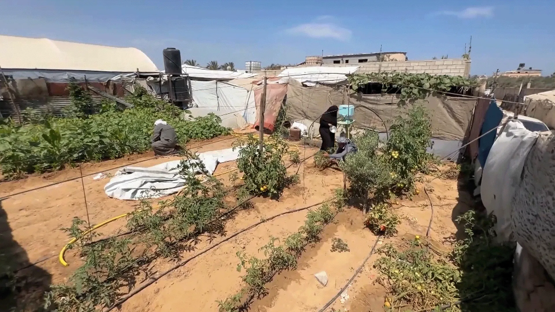 زراعة الأمل بين خيام النزوح في غزة