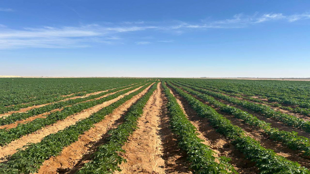 خطوة جديدة نحو الاكتفاء الذاتي في إنتاج تقاوي البطاطا بالأردن