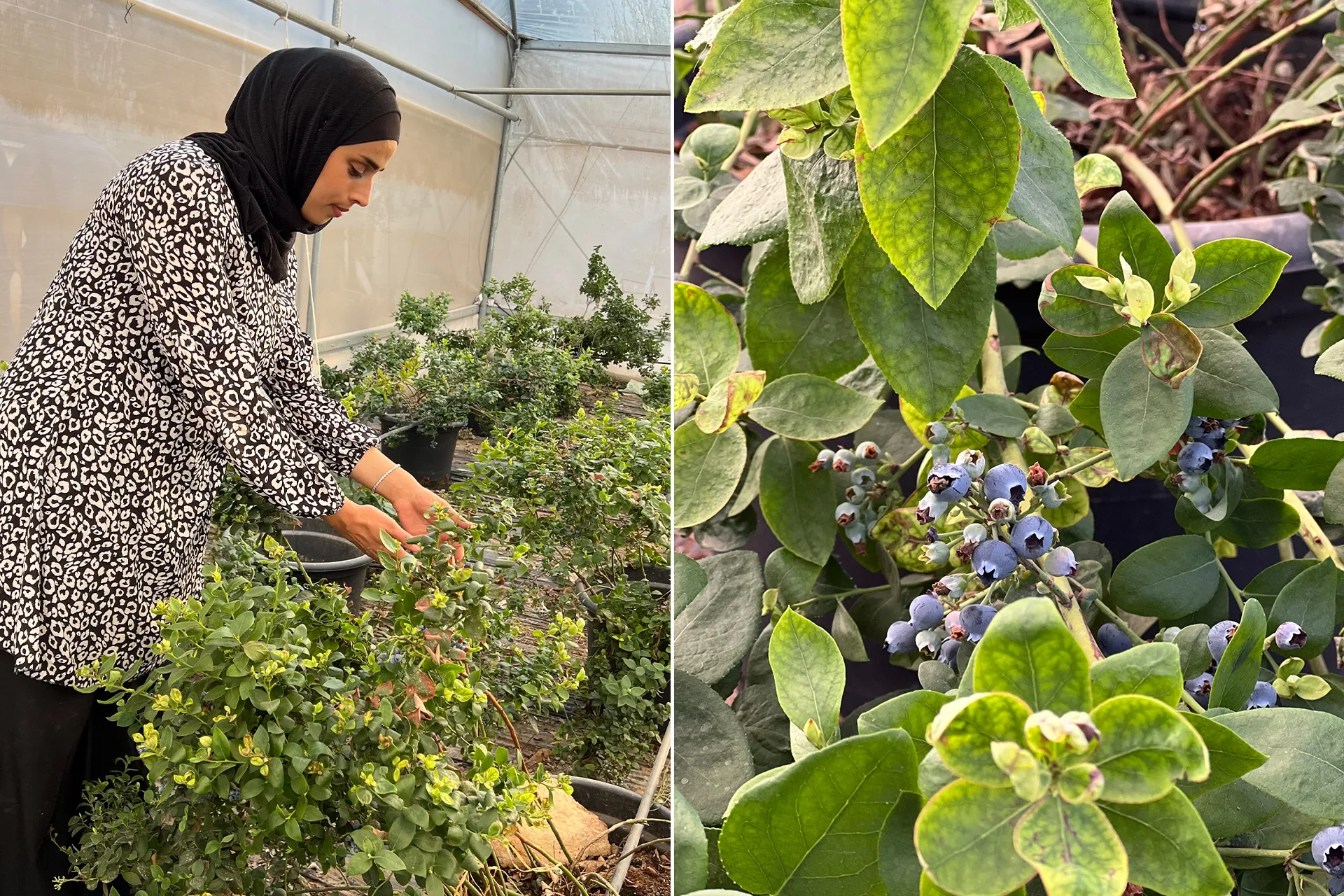 نجاح فلسطينية في زراعة التوت الأزرق يفتح آفاق جديدة للزراعة المحلية