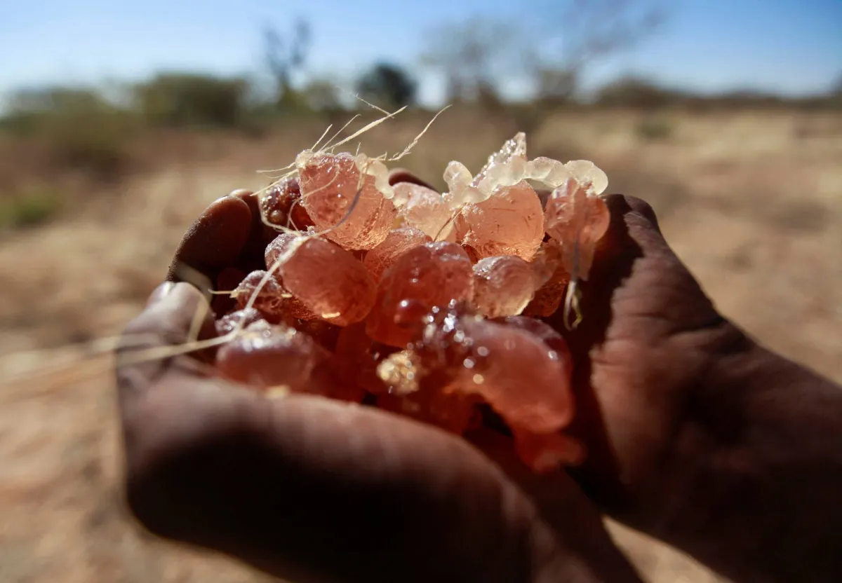 تجارة الصمغ العربي في السودان وتأثيرها على الصراع المستمر