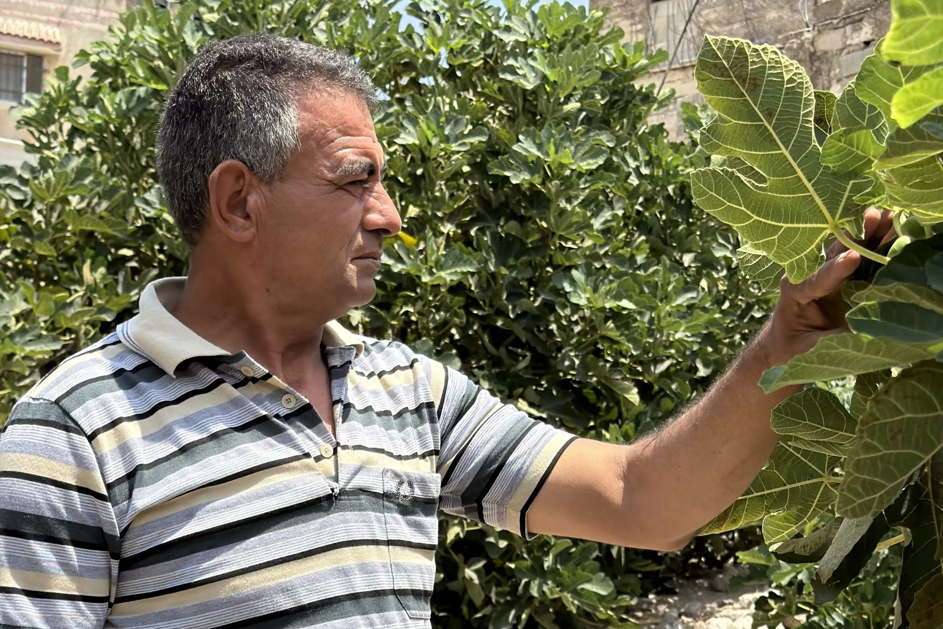 مأساة زراعية في رامين: مزارعون فلسطينيون بين المستوطنين وقيود الاحتلال