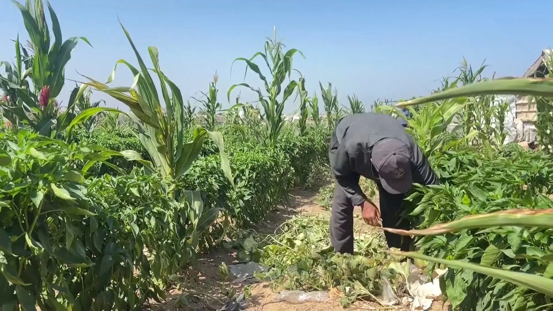 رحلة التحدي في غزة: مزارعون يحيون ارضهم المدمرة من تحت الركام