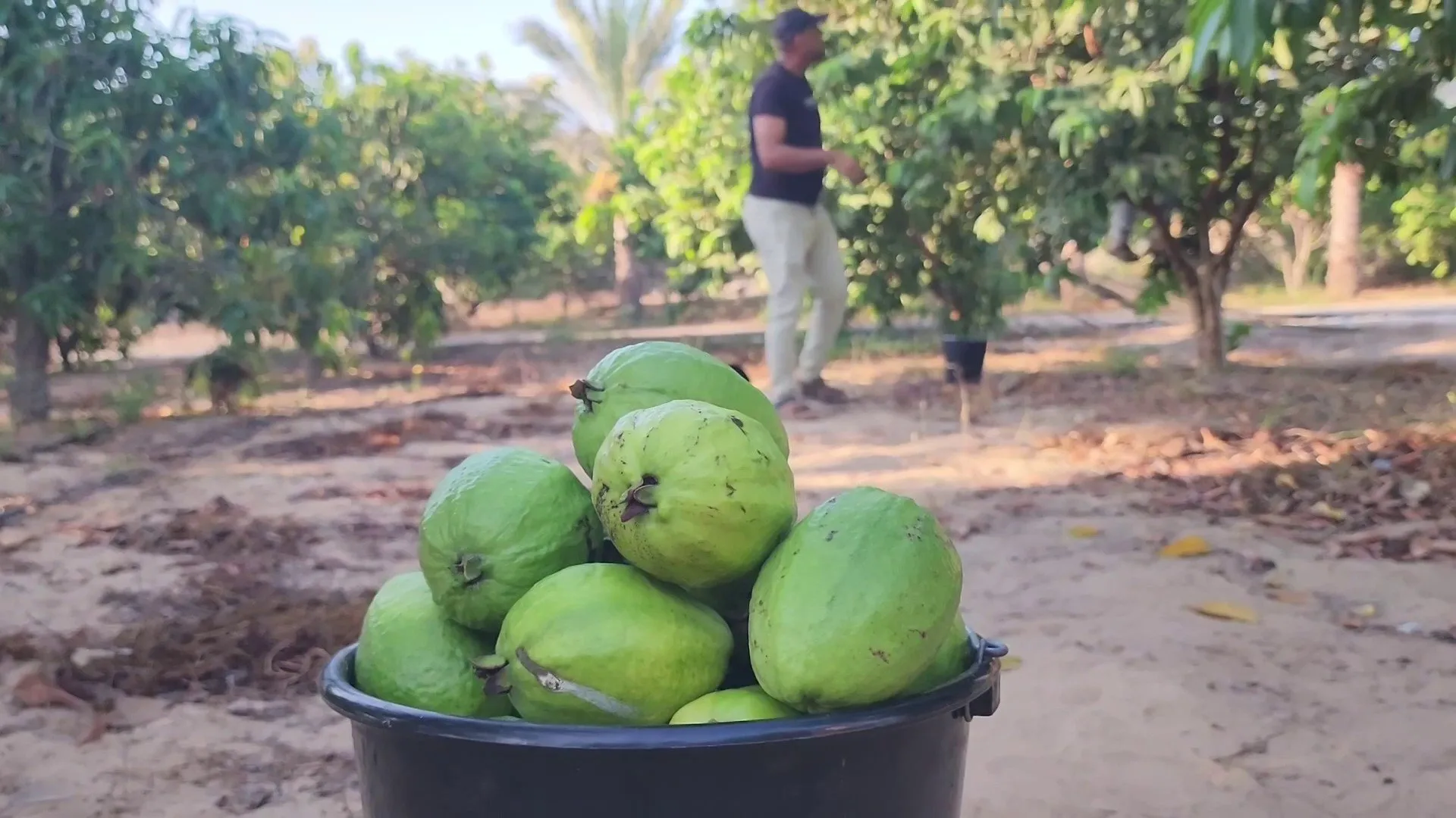 موسم الجوافة في غزة يصارع البقاء تحت وطاة الحرب والحصار