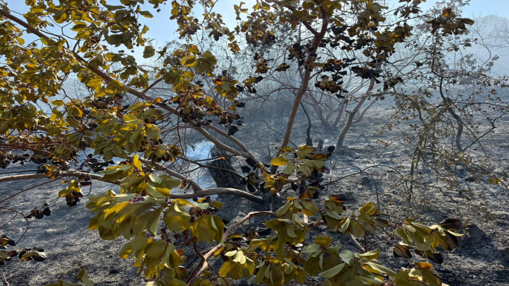 اخماد حريق غابات ضخم بين جرش وعجلون بمشاركة سلاح الجو