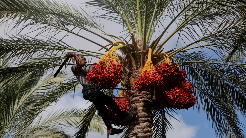 واحة خضراء جديدة تزين الازرق بمبادرة لزراعة الاف النخيل