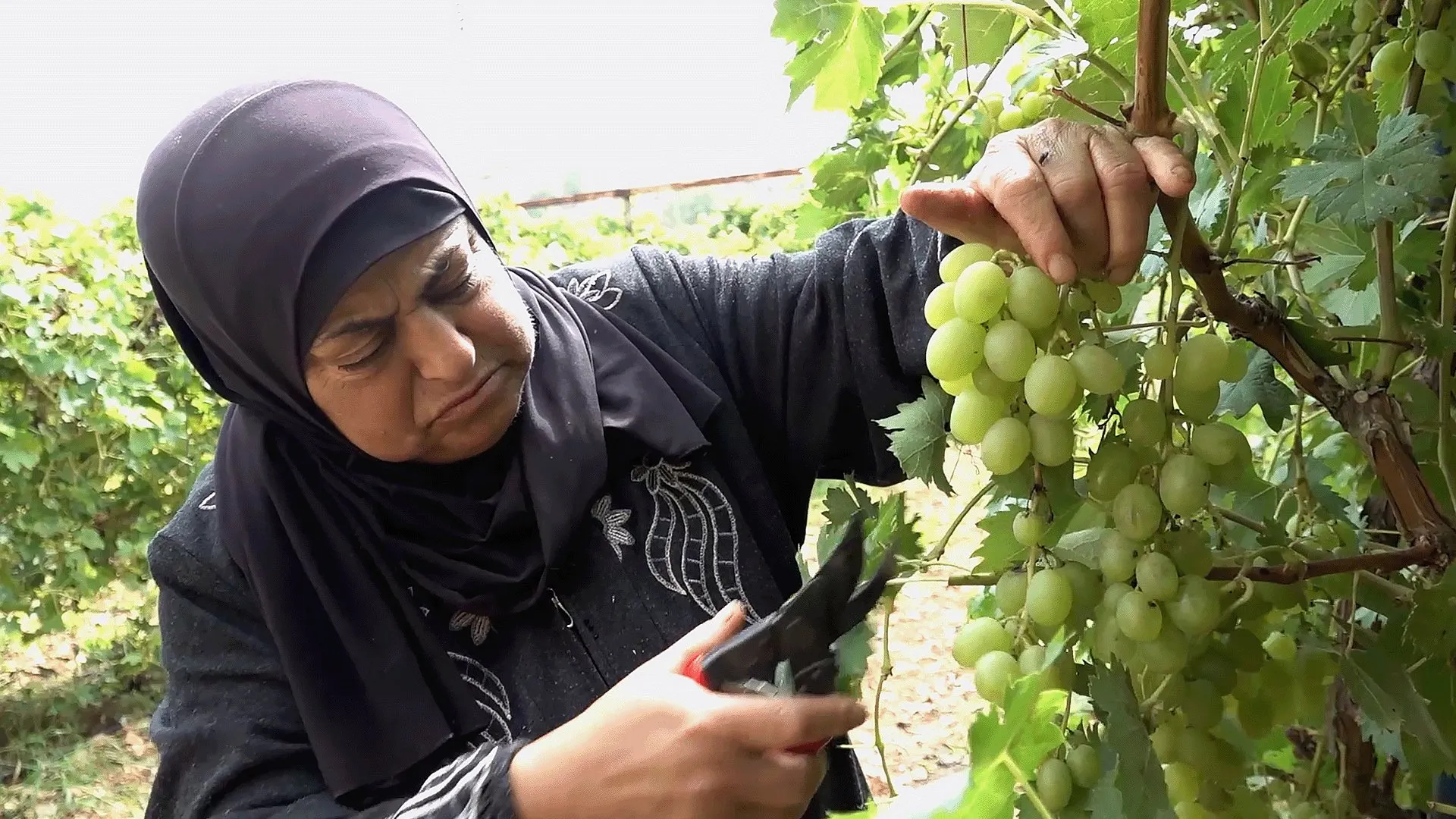 حارسة الكرم في الخليل.. إرادة فلسطينية تتحدى حصار الاستيطان