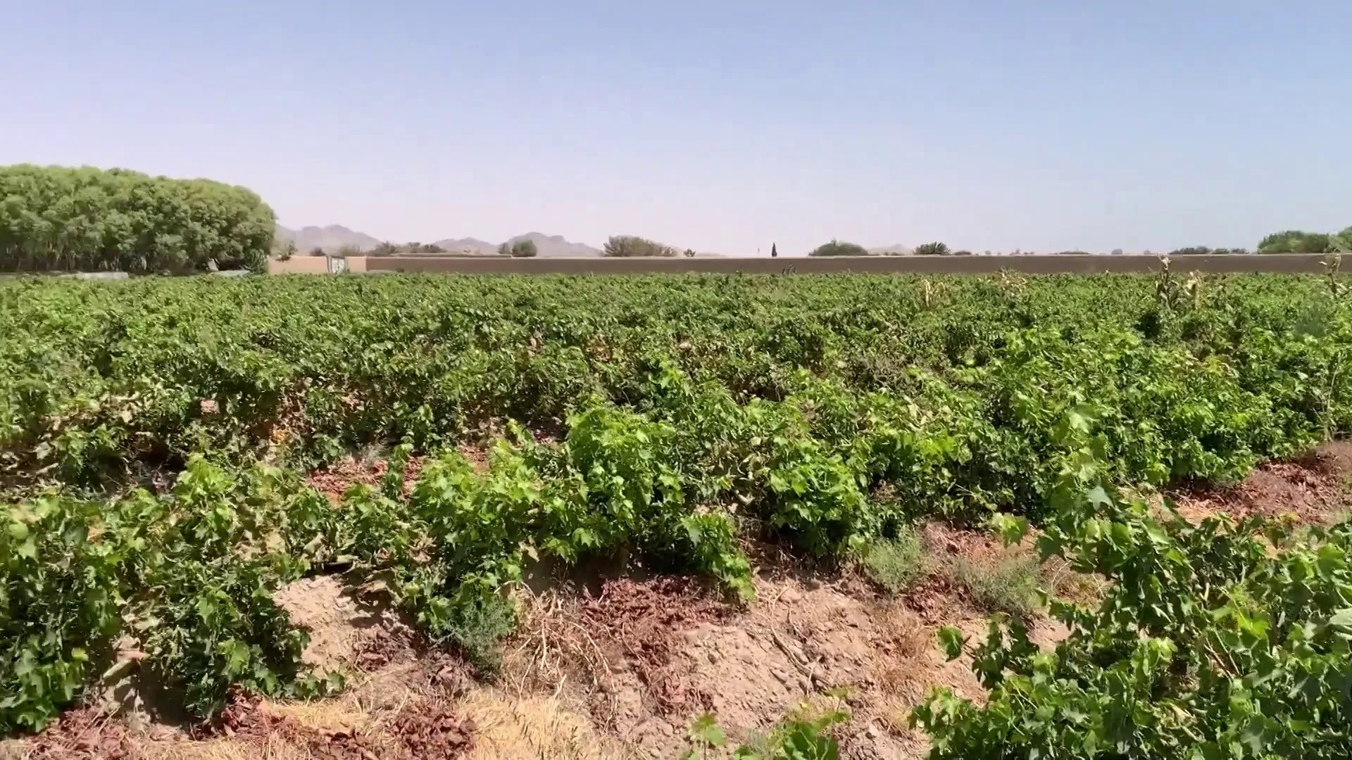 ازمة الصادرات الافغانية.. مزارعون يواجهون شبح التلف وخسائر فادحة