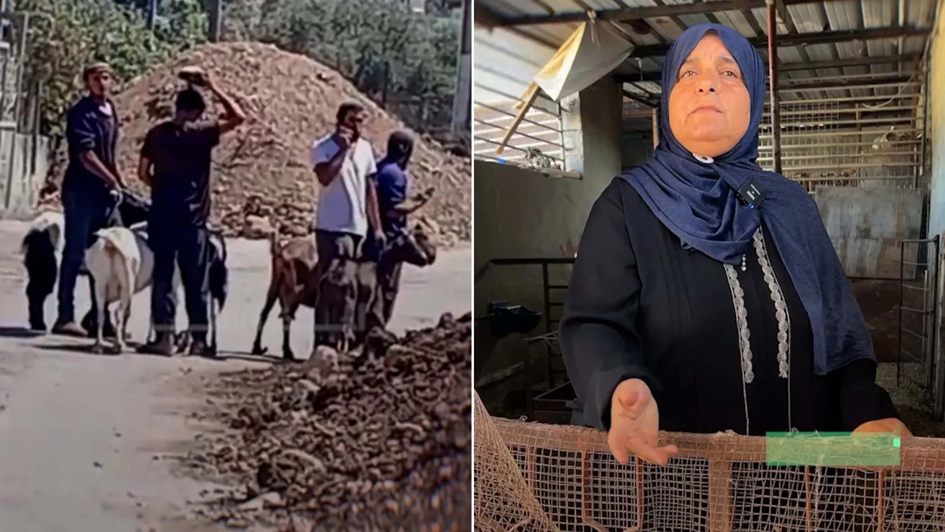 مستوطنون ينهبون احلام مسنة فلسطينية في نابلس ويصادرون مصدر رزقها الوحيد