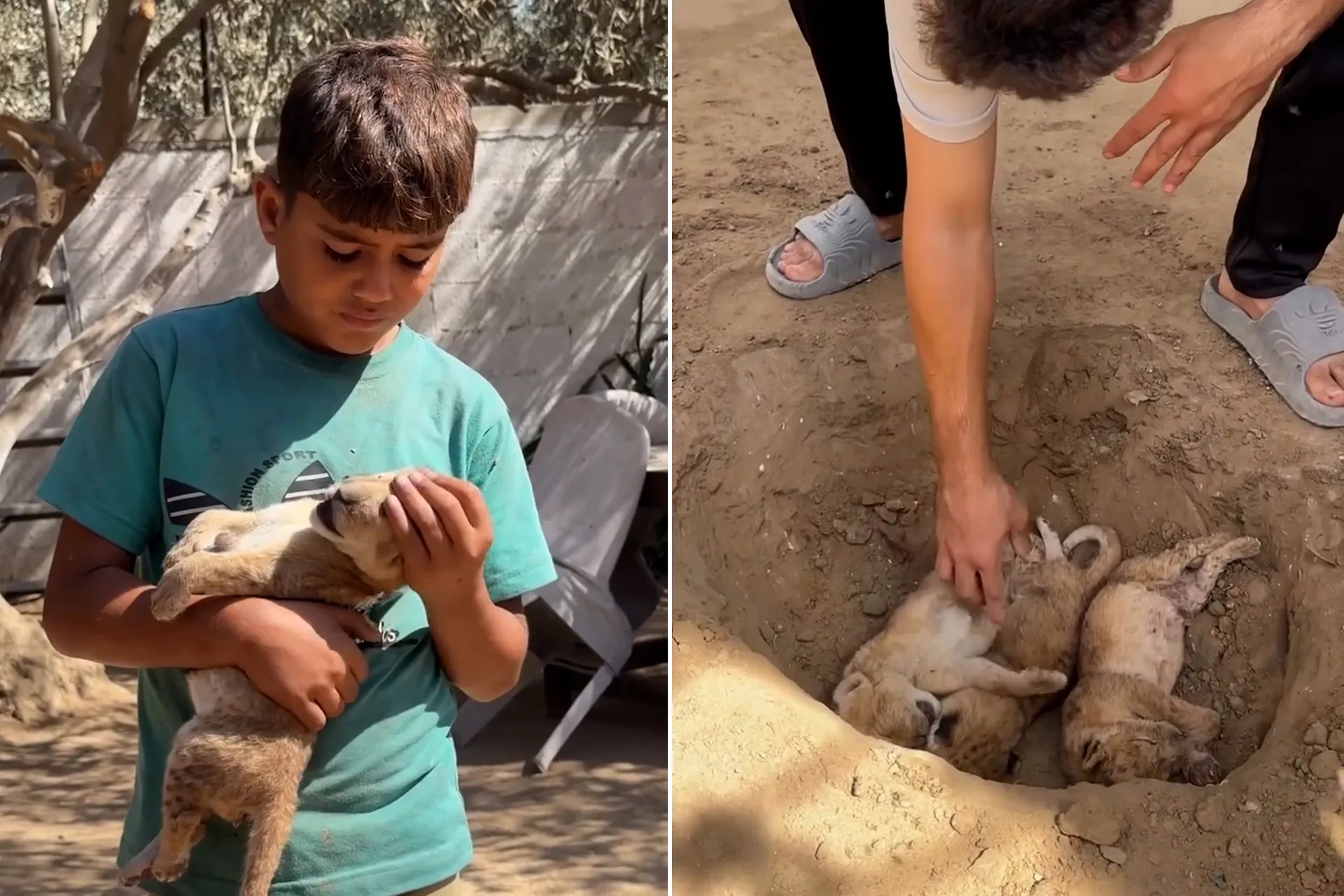 مأساة صامتة في غزة.. نفوق اشبال اسود بسبب الحصار ونقص الرعاية