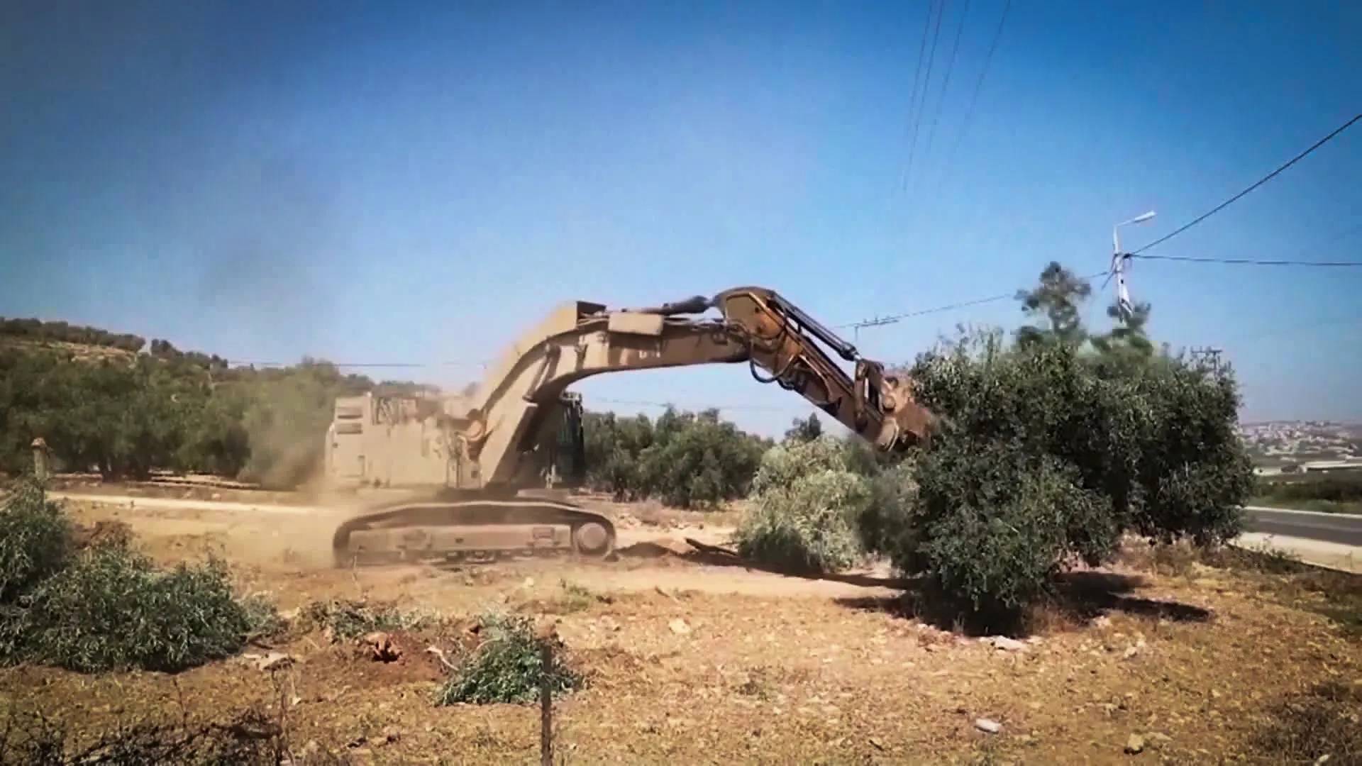 حرب صامتة على بساتين الزيتون في الضفة الغربية