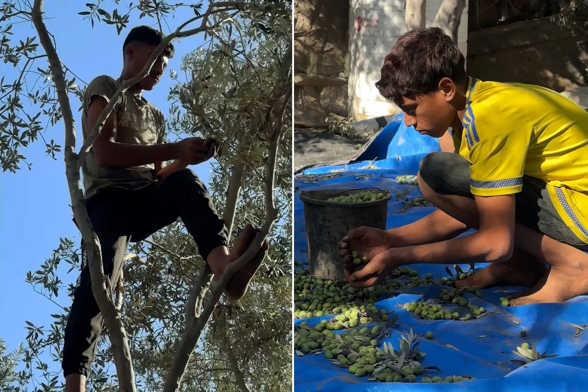 اشجار الزيتون في غزة تحت مقصلة الحرب وتراجع حاد في الانتاج