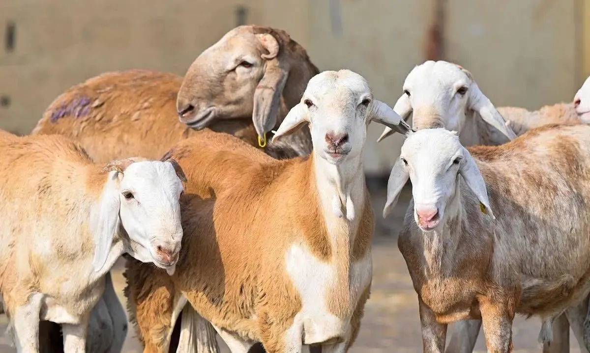 خطوة سعودية جديدة لضبط اسعار اللحوم عبر تسهيل استيراد المواشي للافراد