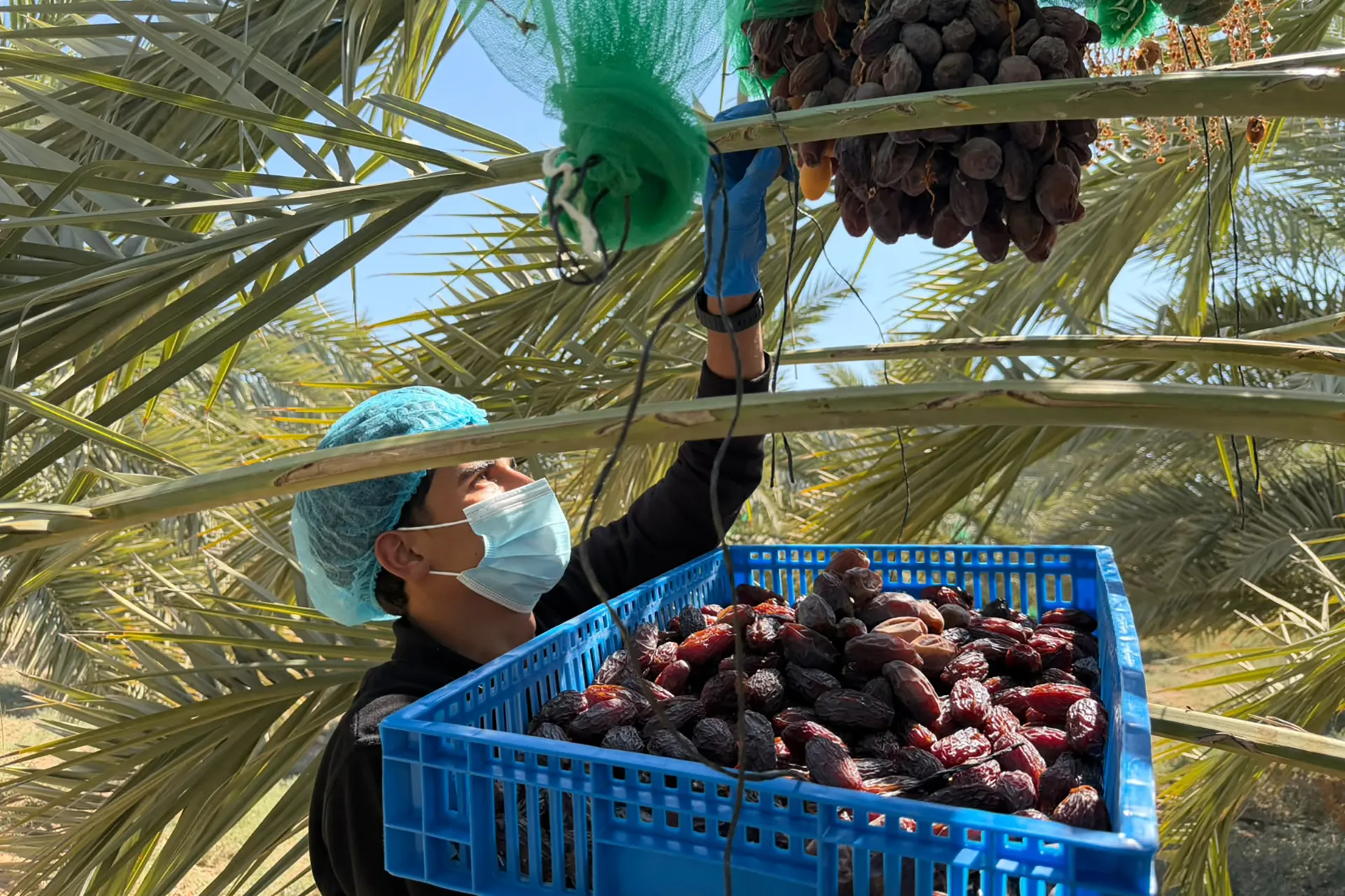 ثورة التكنولوجيا في مزارع النخيل الاردنية: كيف وصل تمر المجهول الى العالمية