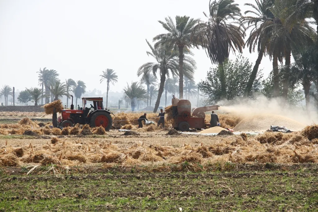 خطة مصرية طموحة لتعزيز انتاج القمح المحلي وتقليص الاستيراد